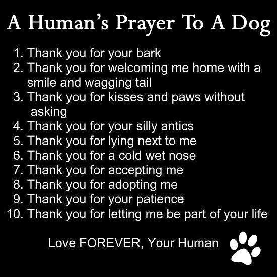 Humans_prayer_to_a_dog